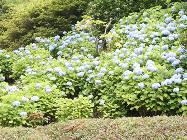錦山カントリークラブの公式サイトの画像(4/12)